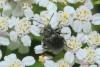 Bromius obscurus